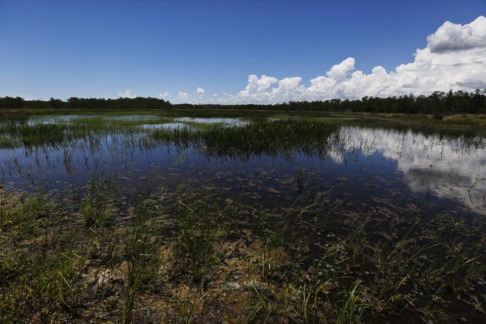 FILE- In this June 7, 2018 file photo, an emergent marsh reflects the sky at the Panther Island Mitigation Bank, near Naples, Fla. The federal government granted Florida's request for wider authority over wetland development, a move announced Thursday, Dec. 17, 2020, that came under immediate fire by environmentalist who worry that the country's largest network of wetlands could be at risk of being further destroyed. (AP Photo/Brynn Anderson, File)