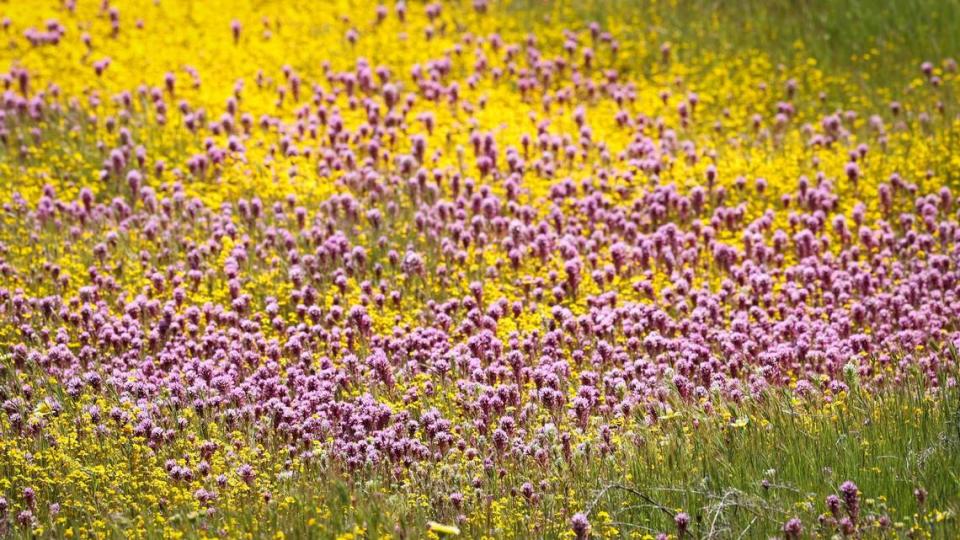 Purple owl’s clover and goldfields bloom near Soda Lake Road in California Valley on April 3, 2024. David Middlecamp/dmiddlecamp@thetribunenews.com