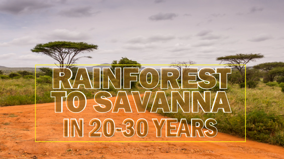 Some experts believe most of the Amazon rainforest could transition to drier savanna in just a few decades if we keep deforesting and warming. / Credit: CBS News