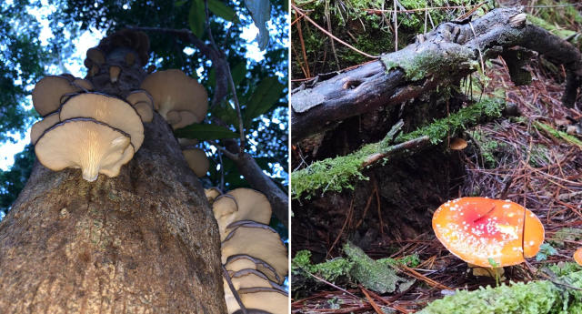Photos of mushrooms growing on trees and on the ground in forests. 