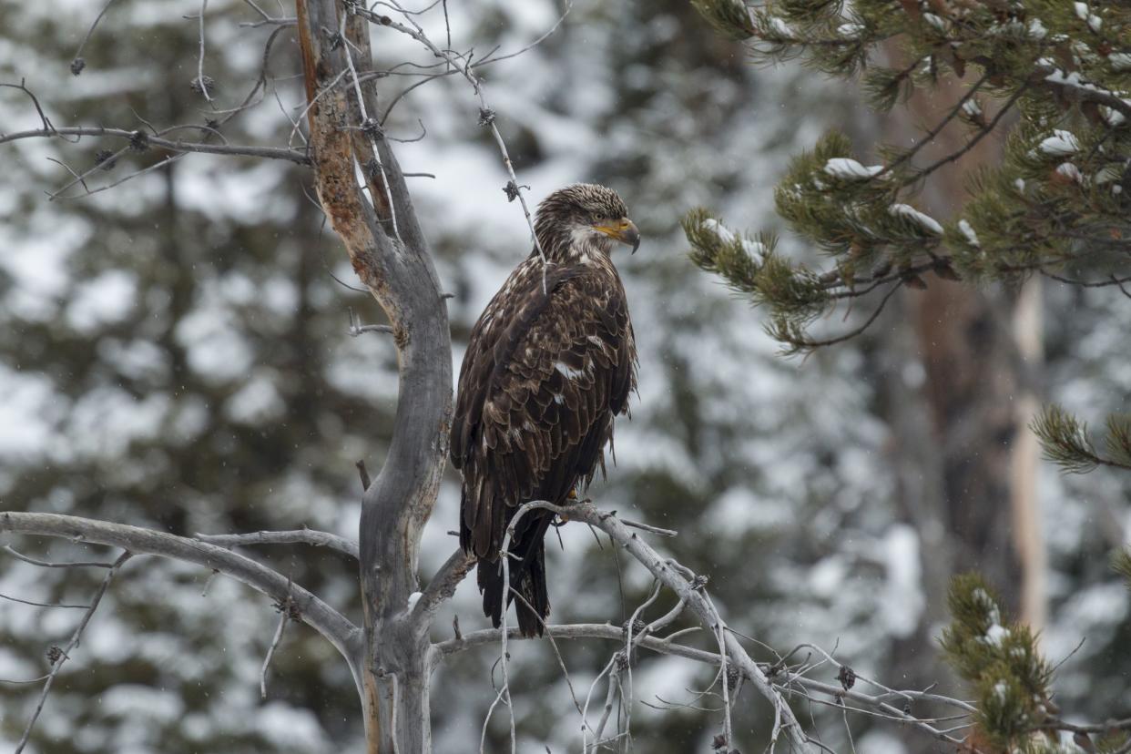 Immature bald eagle perched above the Firehole River in Yellowstone National Park, Wyoming.