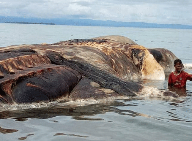 Giant Sea Creature 2