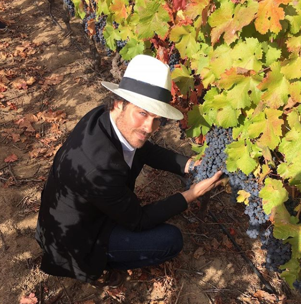 A photo of Ian Somerhalder wearing a white hat and kneeling down to hold a bunch of grapes at a vineyard.