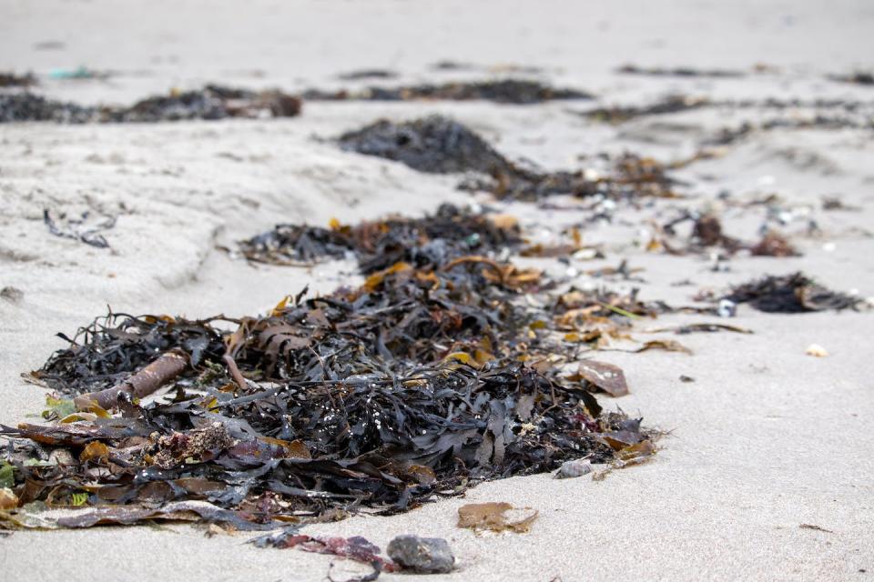 The seaweed we step over on our beaches is just a small fraction of the vibrant kelp ecosystems beneath the waves. <a href="https://unsplash.com/photos/1Y-x8lPnqDU" rel="nofollow noopener" target="_blank" data-ylk="slk:Andrew Dawes/Unsplash;elm:context_link;itc:0;sec:content-canvas" class="link ">Andrew Dawes/Unsplash</a>