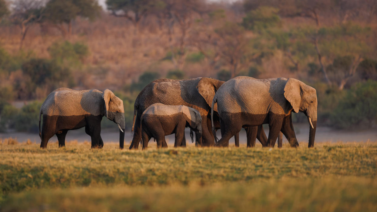 Four elephants walk across grass, their lower halves damp with mud