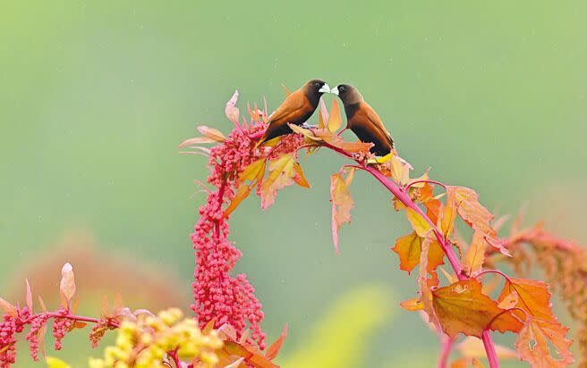 台東市郊一對黑頭文鳥在紅藜穗上大曬恩愛，紅藜先生吳正忠說，就像魯凱族「人蛇戀」神話愛情故事。（蔡旻妤攝）