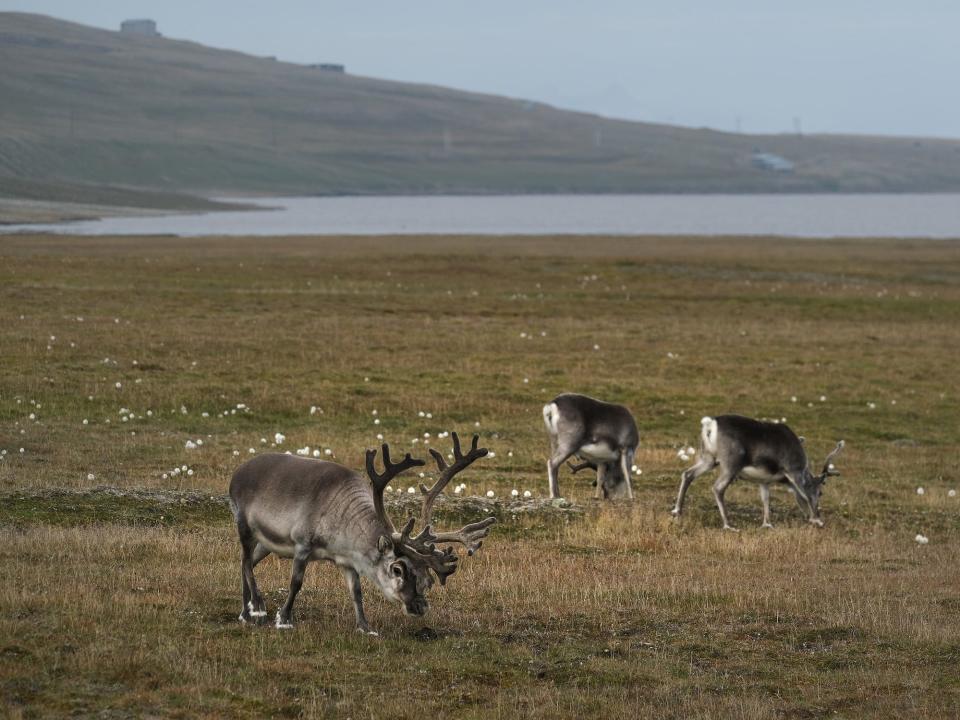 reindeer graze on grass near large pond