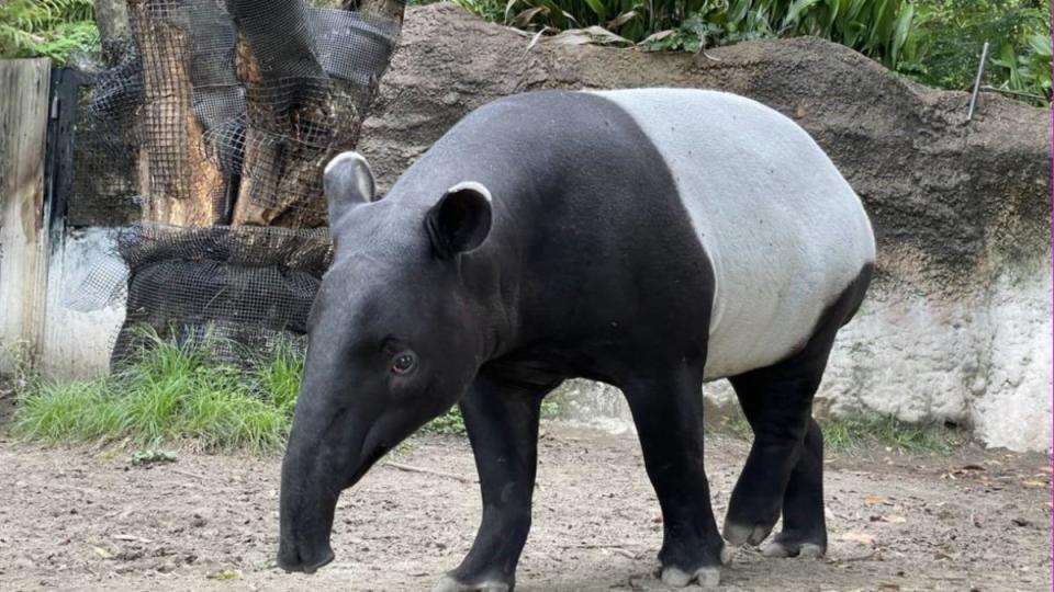 Malayan tapir dies from heat stress during transport (Photo courtesy of Zoorasia Zoo via Taipei Zoo)