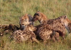 While picking at the bones of a hippo carcass, one hyena takes a quick break to attack another.