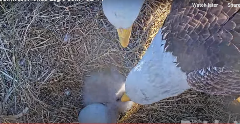 Mother Harriet and father M15 feed their chick, E21, in their North Fort Myer nest.