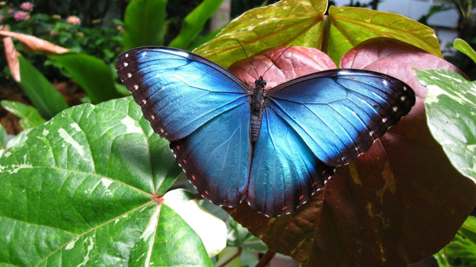 <em>Approximately 12,000 butterflies will be a part of the exhibition this year, with 700-800 butterflies arriving each week. (Courtesy Photo/Franklin Park Conservatory)</em>