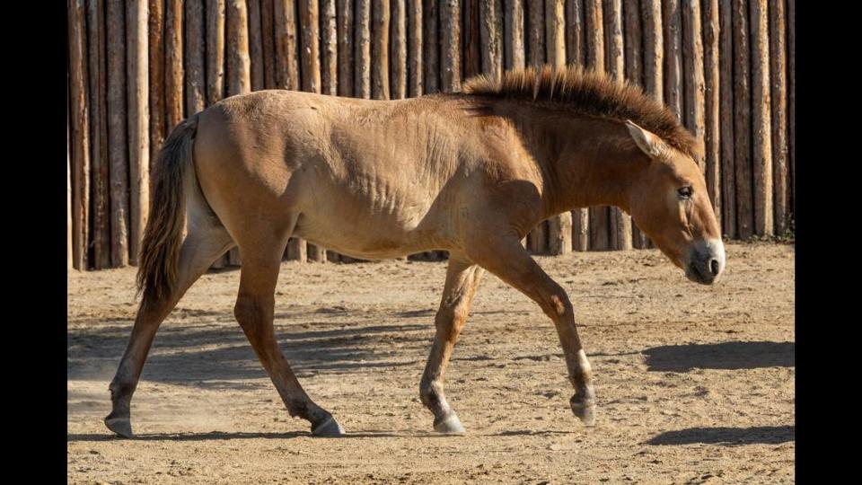 One day, when he breeds, Ollie will pass his important genes to the next generation of Przewalski’s horses—helping to bring key genetic diversity back to this endangered species.