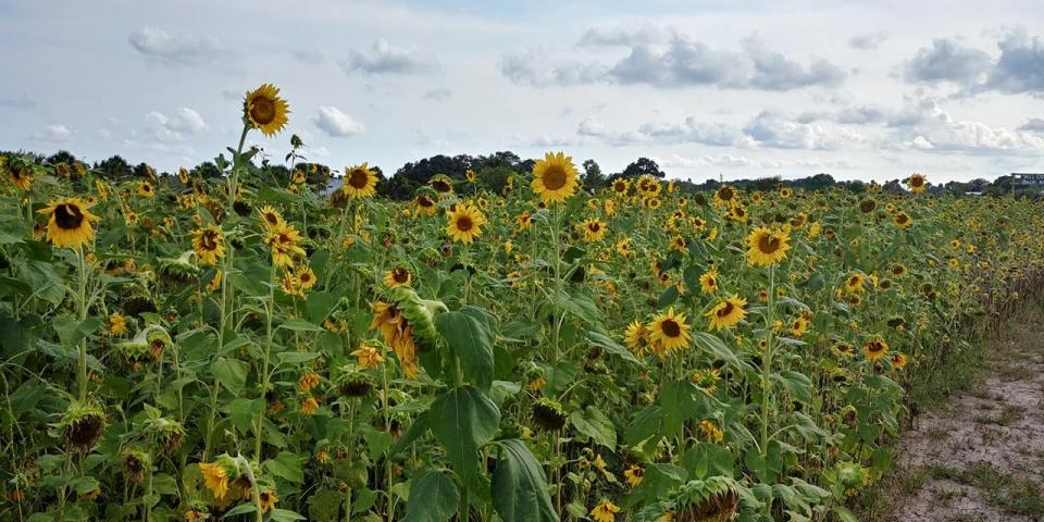 Sledd's U-Pick Farm in Mims, Florida