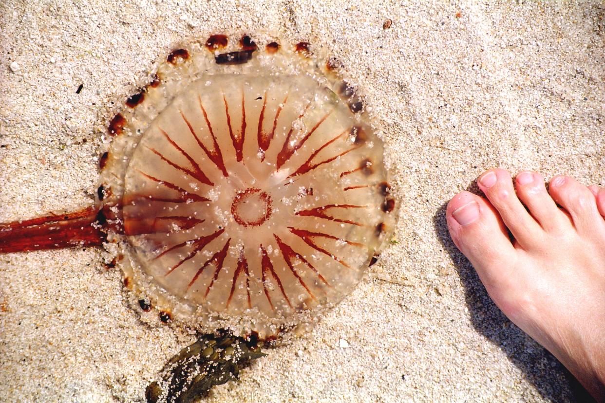 A jellyfish on a beach next to a woman's foot