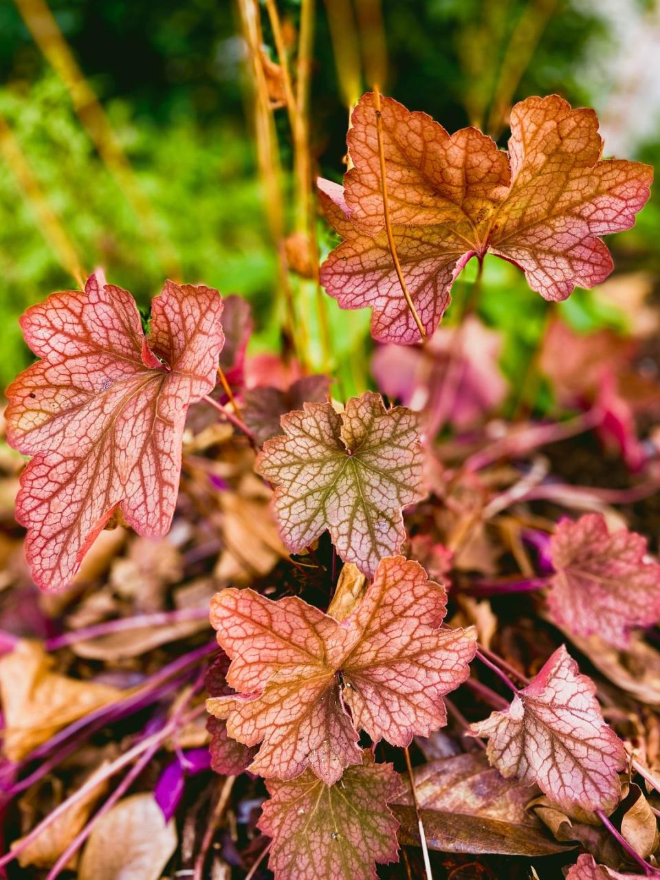 'carnival watermelon' heuchera in early fall