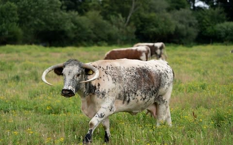 Wild cattle grazing on the Knepp Estate, near Horsham. - Credit: Andrew Crowley&nbsp;/Andrew Crowley&nbsp;