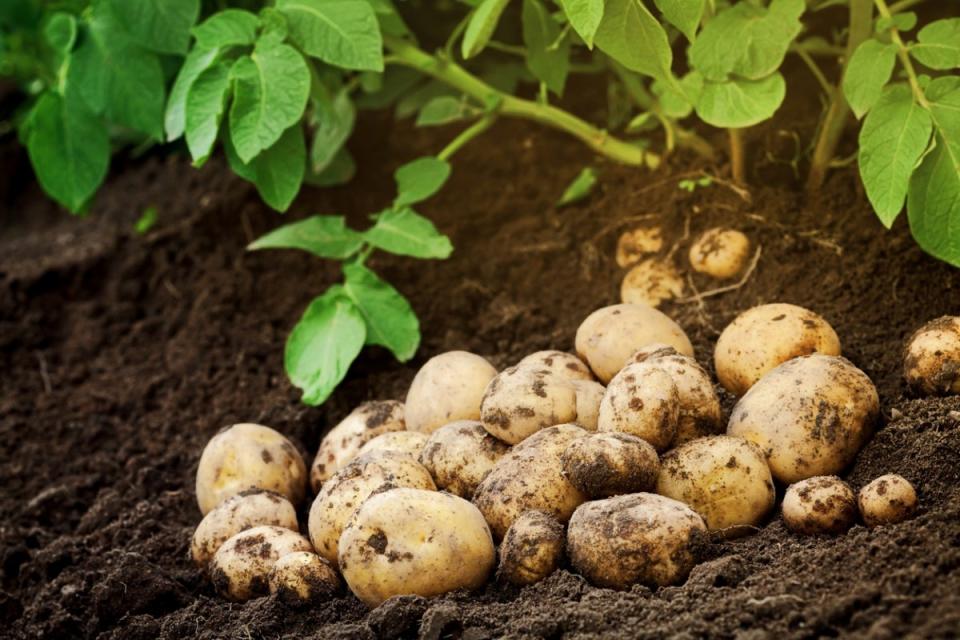 Harvested potatoes in rich garden soil