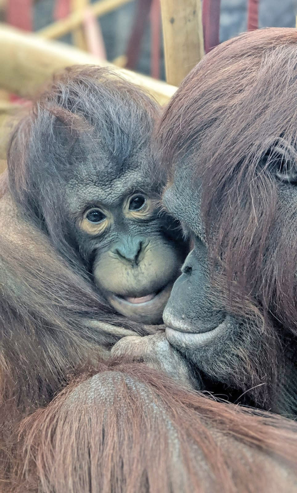 Mali and Tatau, two orangutans at Colchester Zoo