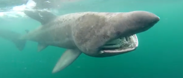 Tour boat captures basking shark in Scotland footage