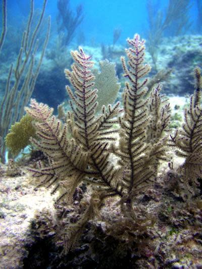 A colony of <em>Antillogorgia elisabethae</em> coral in the Bahamas suffers long-term effects after injury.