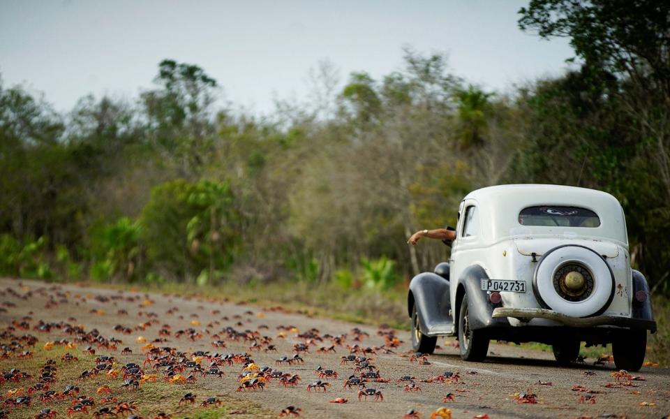 A man driving a vintage car reacts as he passes by crabs crossing a highway on their way to spawn in the sea in Playa Giron, Cuba - Credit: Reuters