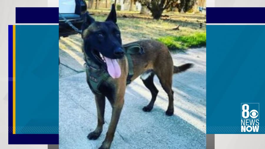 Las Vegas Metro police K9 Enzo was taken into surgery after being stabbed multiple times during a barricade in downtown Las Vegas on March 29, 2024, police said. (LVMPD)