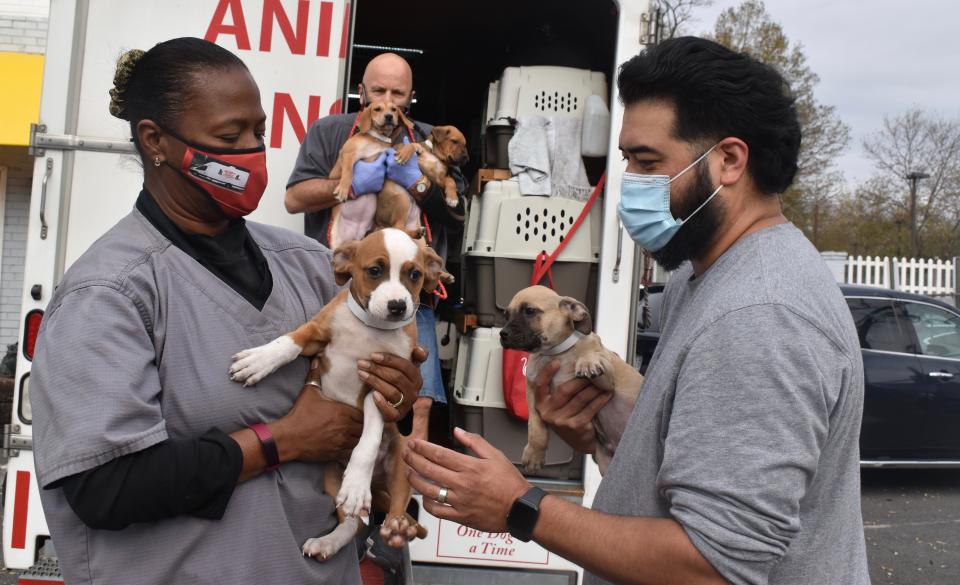 This Nov. 13, 2020 photo provided by Lost Dog and Cat Rescue Foundation shows a handler holding a rescue dog from Georgia in Falls Church, Va. Kim Williams, who volunteers for the Lost Dog and Cat Rescue Foundation says he has tapped into a puppy pipeline to bring some of Georgia’s homeless pet population to the mid-Atlantic region, where demand is outrunning the number of dogs available for adoption.(Kim Williams/The Lost Dog and Cat Rescue Foundation via AP)