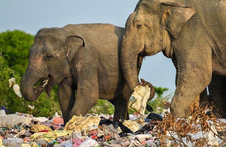 Elefantes comiendo plástico en vertederos en Sri Lanka
