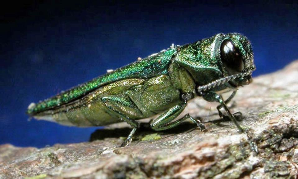 This undated file photo provided by the Minnesota Department of Natural Resources shows an adult emerald ash borer.