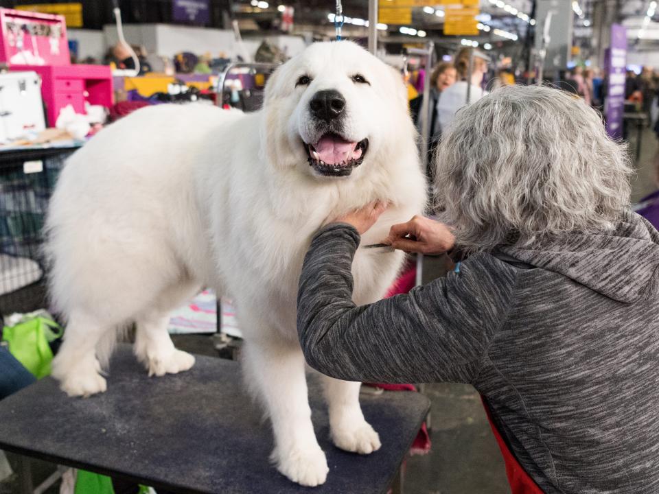 A dog is groomed at the 2013 Westminster Dog Show.