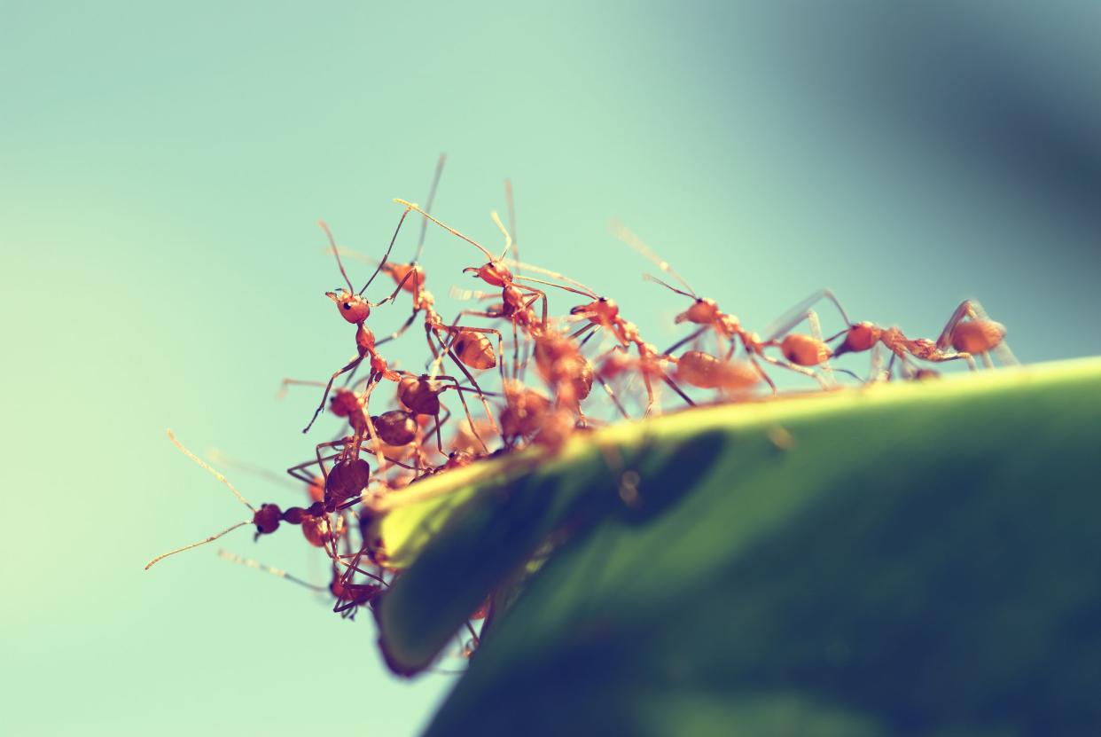 Group of red ants on a banana leaf from thailand