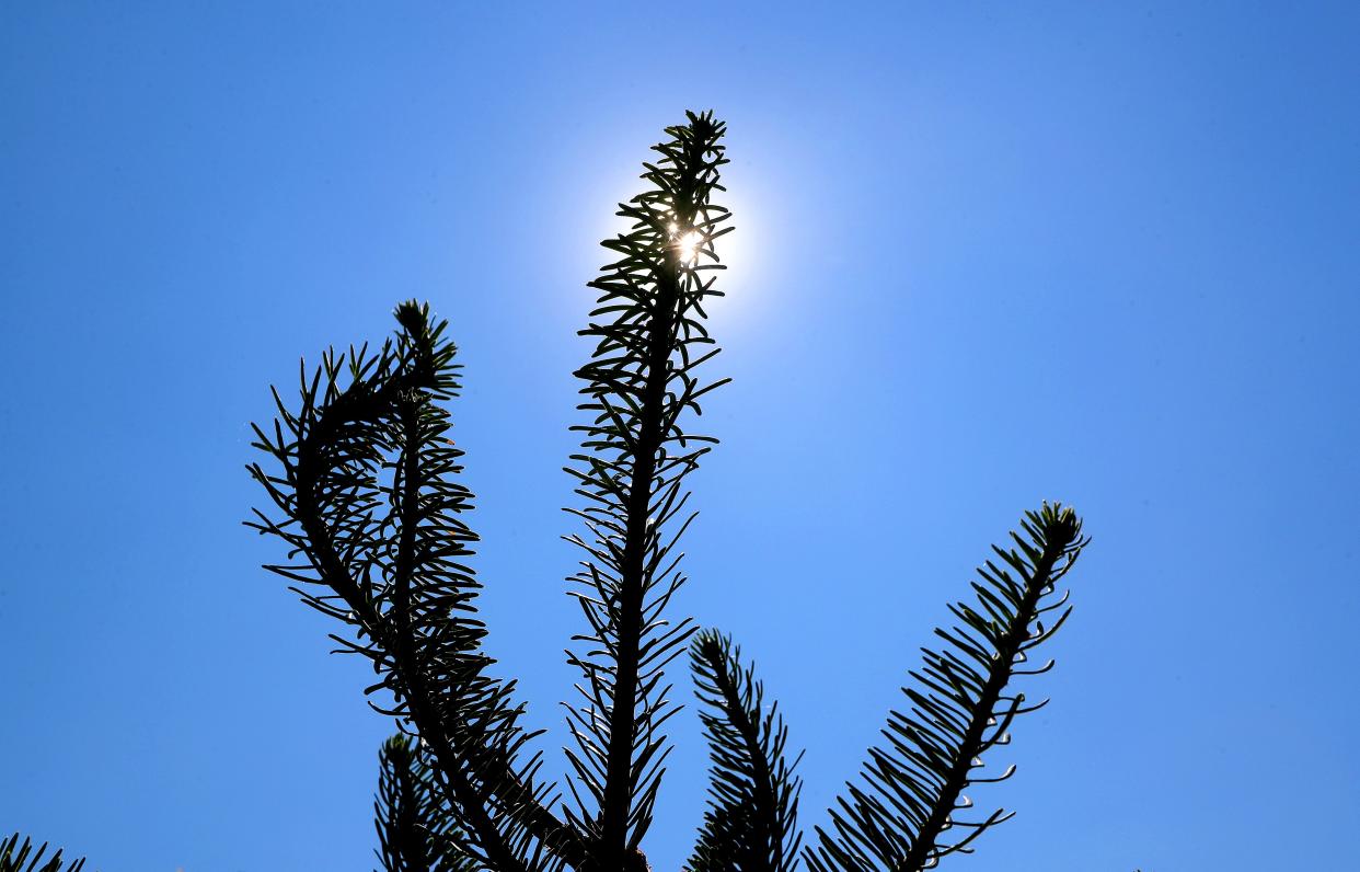 The top of a Fraser fir tree in the field at Stokoe Farms. 