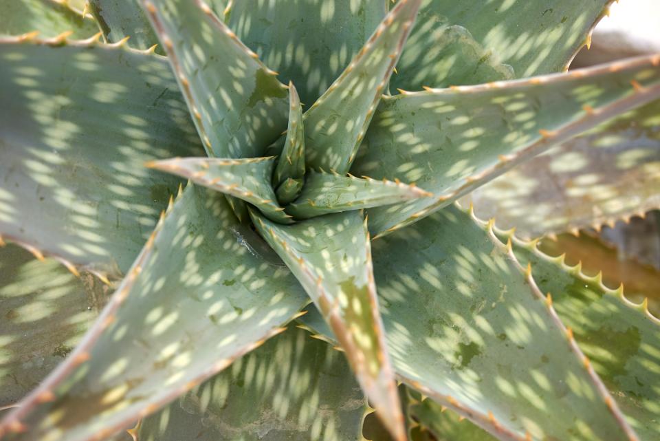 Soap aloe's spotted leaves distinguish it from Aloe vera.