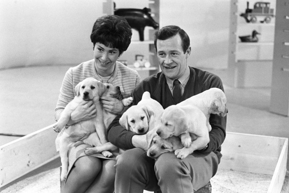 Christopher Trace: Trace rehearsing for an episode of Blue Peter with six labrador puppies at the Lime Grove studios in Shepherd's Bush (PA Archive/PA Images)