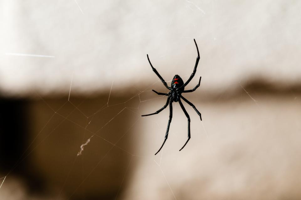 A black widow spider on a web.