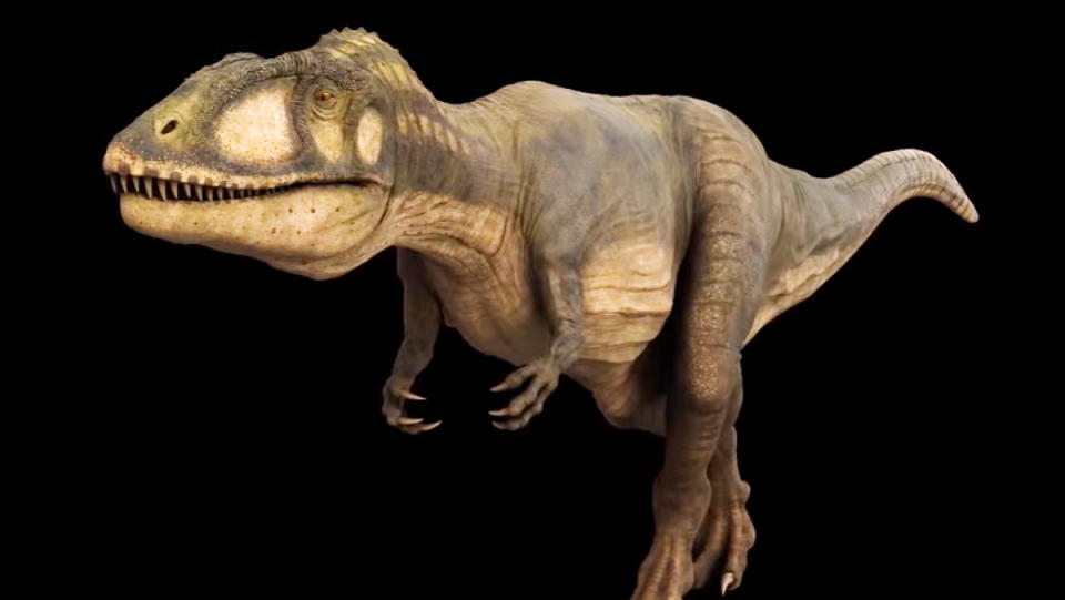 A digital visualization of carcharodontosaurus, a 23-foot-long, one-ton dinosaur that looks like a shorter, slimmer T. rex.