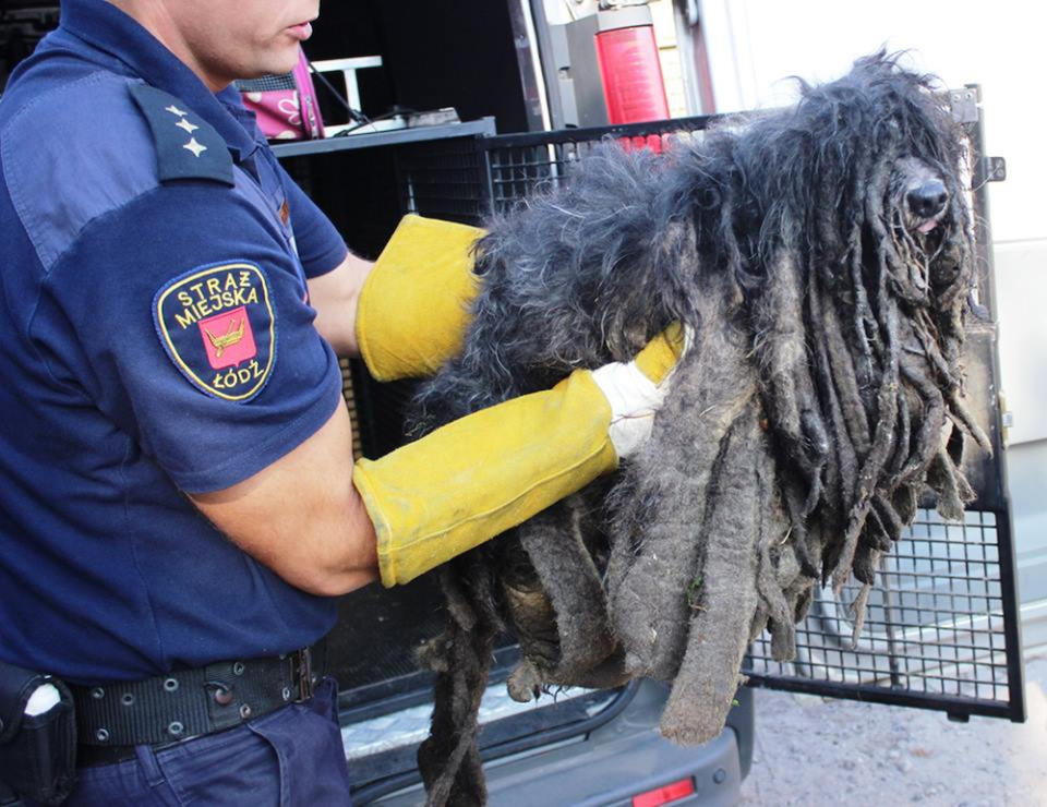 The dog lost almost twice its weight after its haircut (Picture: CEN)