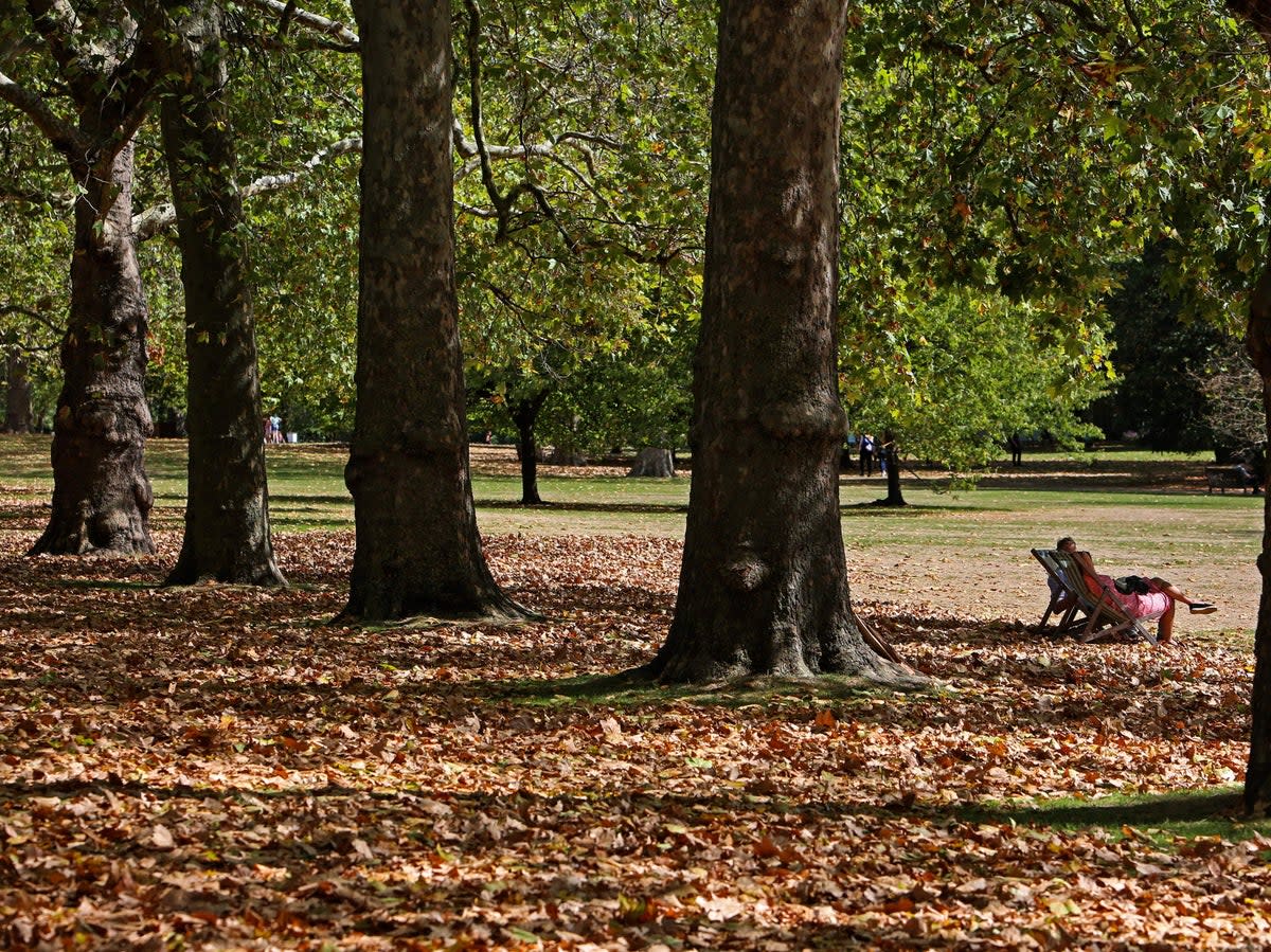 Experts warn cities could become less liveable with decline of trees (AFP via Getty Images)