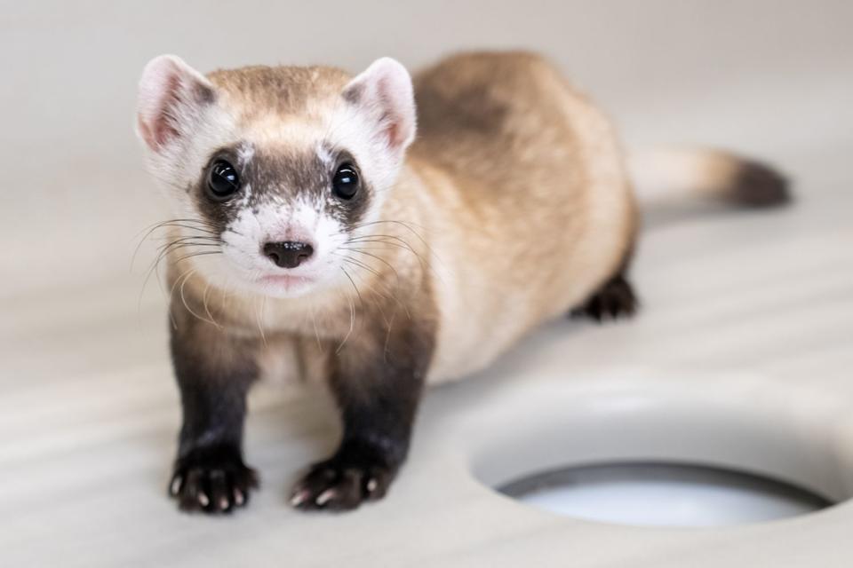 <p>Kika Tuff/Revive & Restore</p> Noreen, the black-footed ferret clone