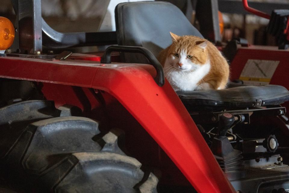 Dale sits on a tractor Sunday, March 26, 2023 in a barn at the home of Emily and Adam Saugen in the Town of Cedarburg, Wis. The family adopted three working cats to control rodents in their barn from the Wisconsin Humane Society. Working cats are available to be adopted by people looking for rodent control in barns, stables and warehouses. The program was developed for cats that have lived independently and outside who want to limit their interactions with people. The cats have been spayed or neutered. Since the Wisconsin Humane Society launched the Working Cat program in March 2015, 1,059 cats have been adopted through the program.