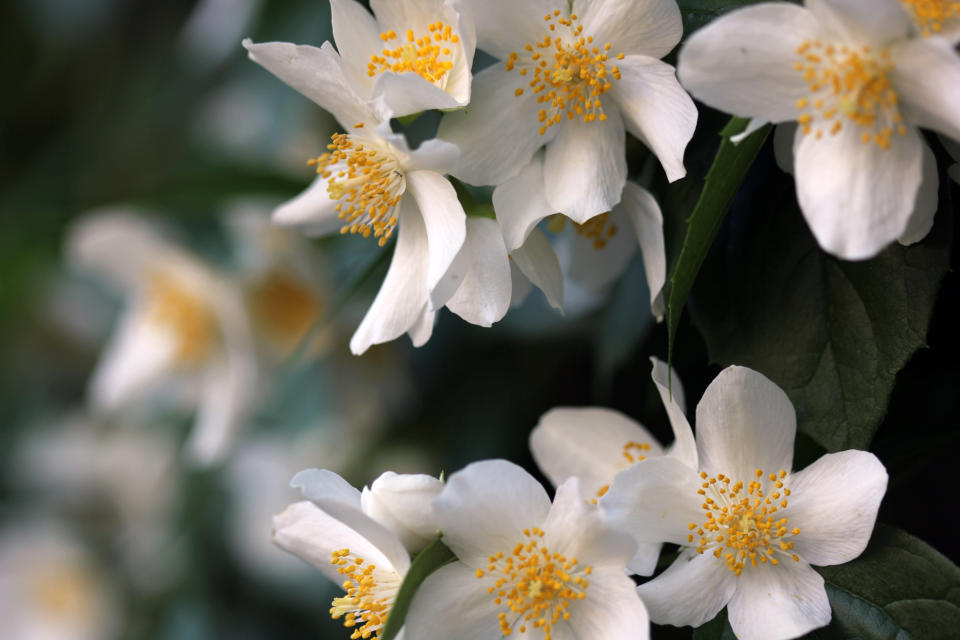 Winter Jasmine