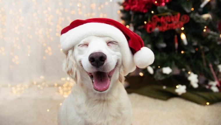 The Most Amazing Dog Videos of the Week 12-26-22 (Holiday Edition!)