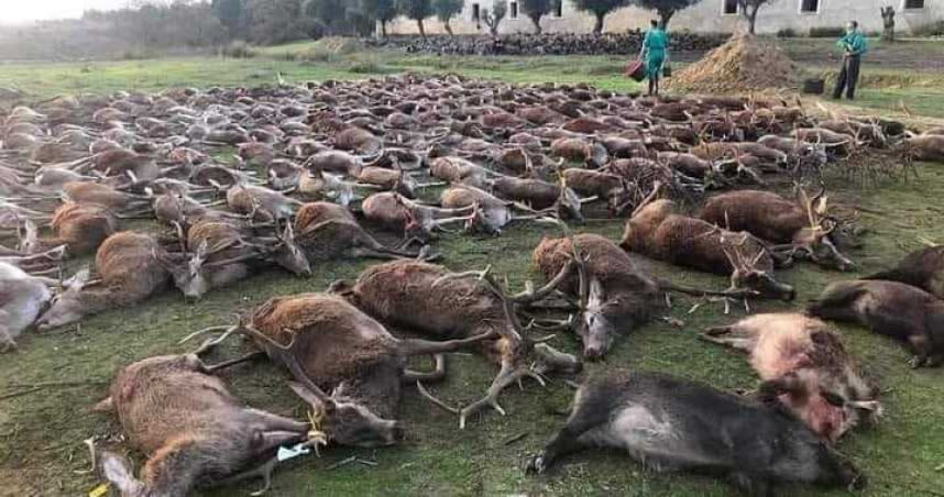 一群惡質的獵人前往葡萄牙的狩獵場，將當地的野生鹿群幾乎屠殺殆盡。（圖／翻攝自推特）