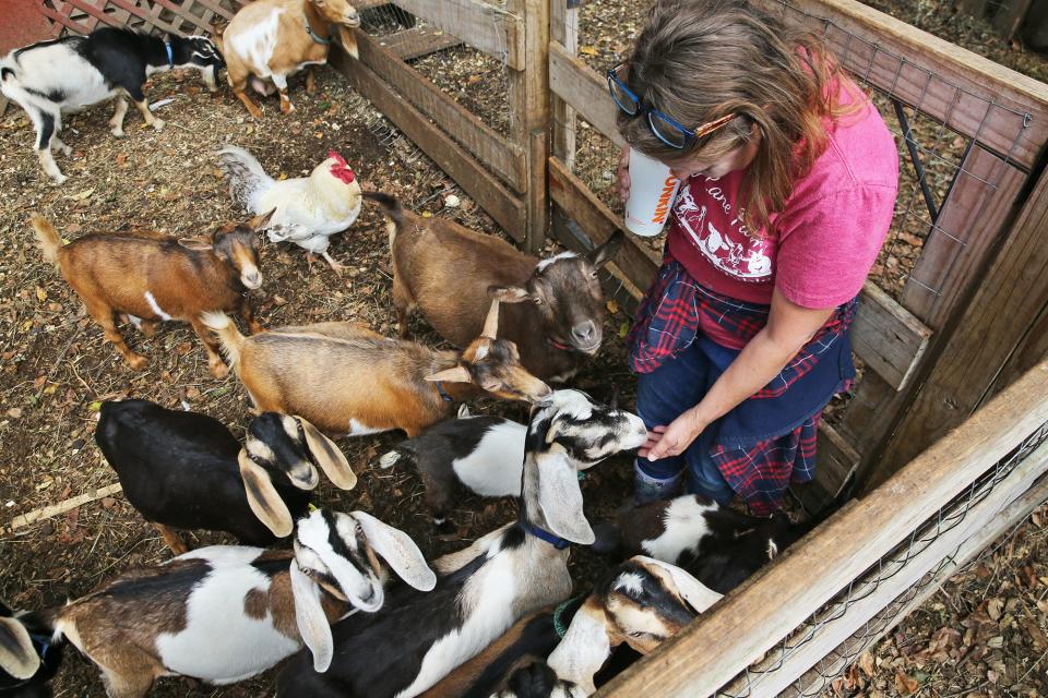 Dotty Thompson, owner of Legacy Lane Farm, knows every animal's name and when they were born or came to the Stratham farm.