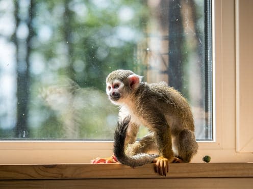 <span class="caption">Even smaller primates like the squirrel monkey need far more room than any home can provide.</span> <span class="attribution"><a class="link " href="https://www.shutterstock.com/image-photo/squirrel-monkey-home-pet-not-wildlife-758676133?src=2E6KvTrmCUXRcEAc1IBQSA-1-2" rel="nofollow noopener" target="_blank" data-ylk="slk:Ksenia Lev/Shutterstock;elm:context_link;itc:0;sec:content-canvas">Ksenia Lev/Shutterstock</a></span>