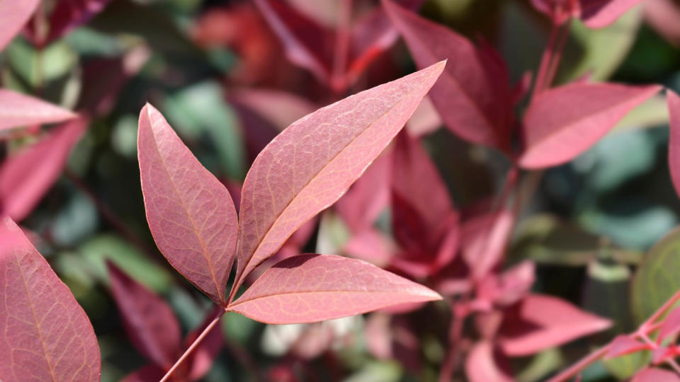 Nandina obsessed plant