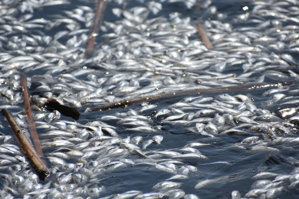 Dead shad baitfish float on Sheldon Lake at City Park in Fort Collins on Wednesday. The fish died from low dissolved oxygen levels.