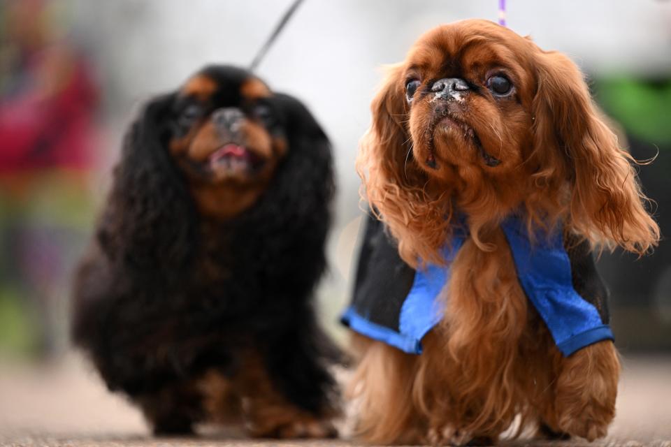 Dogs arrive on the first day of the Crufts dog show at the National Exhibition Centre in Birmingham, central England, on March 7, 2024. (Photo by Oli SCARFF / AFP) (Photo by OLI SCARFF/AFP via Getty Images)