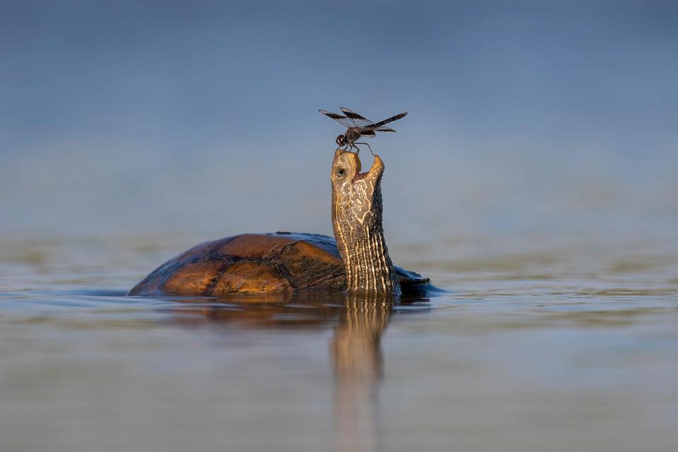 A dragonfly sitting on the nose of a turtle, which appears to be smiling.