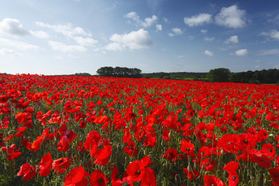 Mohnblumen können offenbar eine berauschende WIrkung haben - auf Schwäne